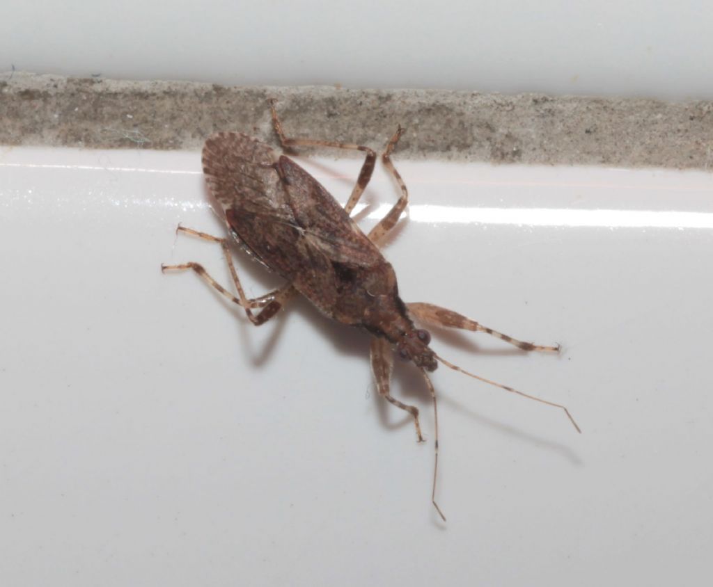 Nabidae:  Himacerus (Aptus) mirmicoides